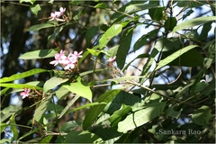 Kopsia fruticosa